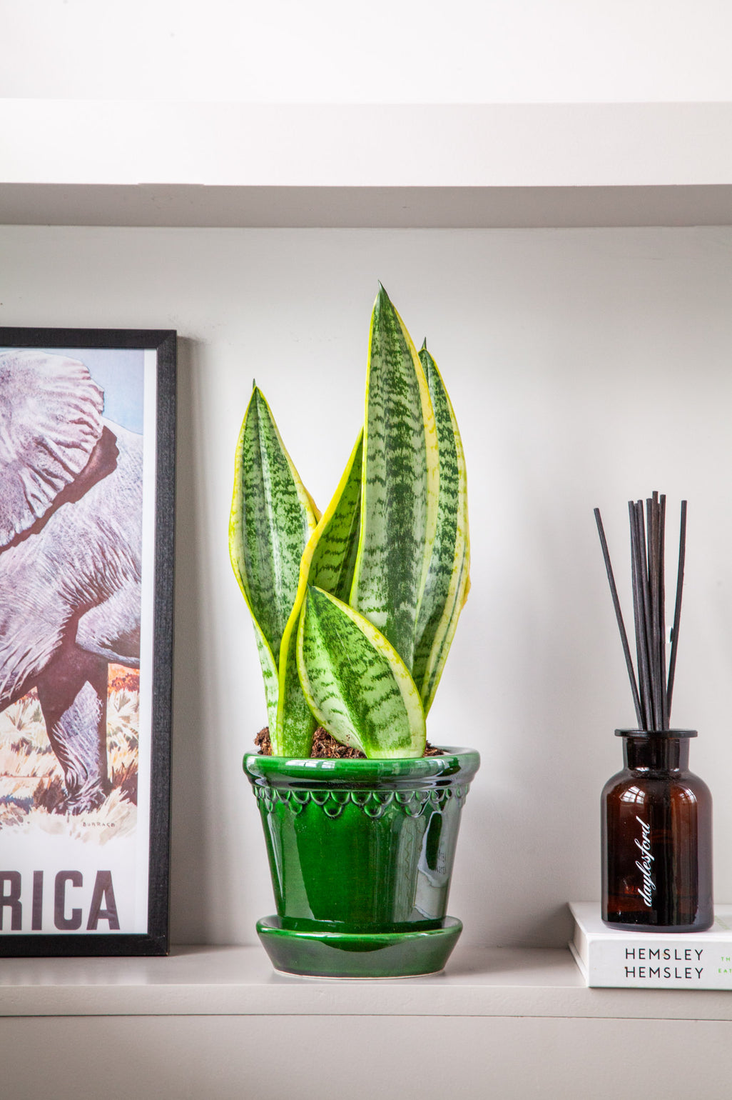 files/IndoorPlants_2-JamieShots20.11.2023-065.jpg
